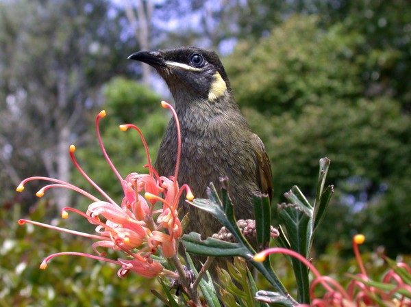 Lewin's Honeyeater